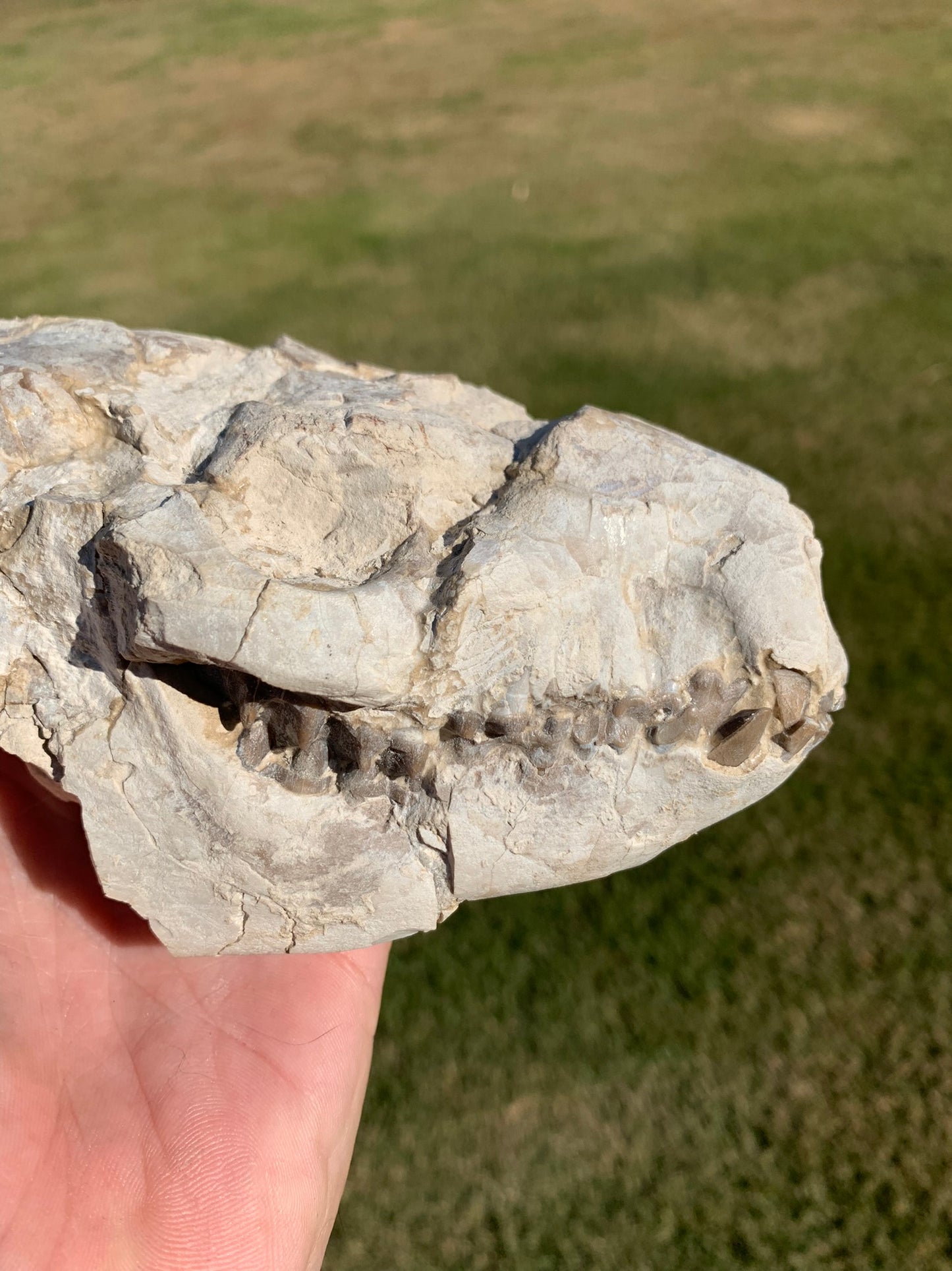 Oreodont skull with lower jaws crushed by a predator