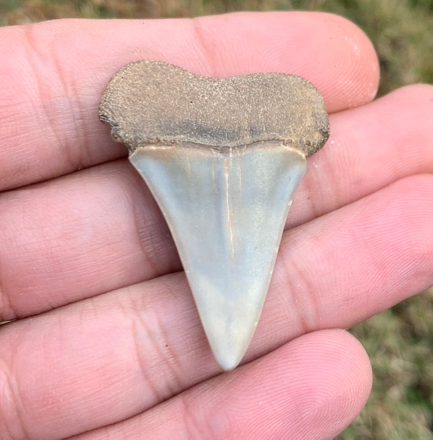 1.63” Carcharodon hastalis