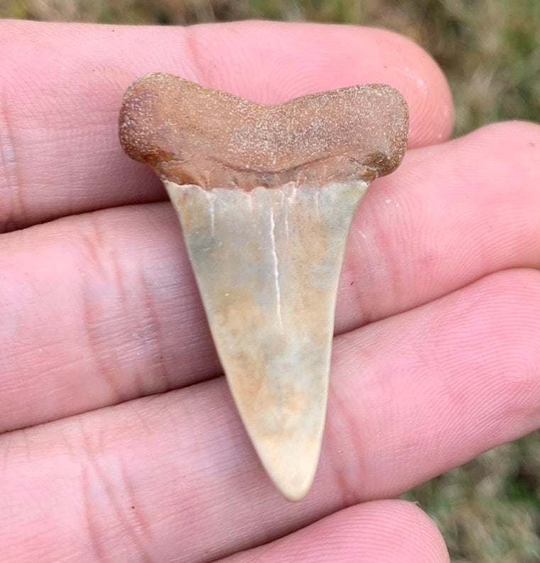 1.55” Carcharodon hastalis