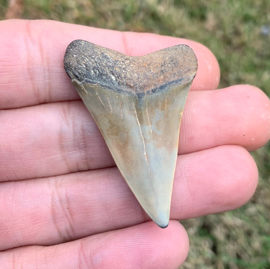 1.81” Carcharodon hastalis