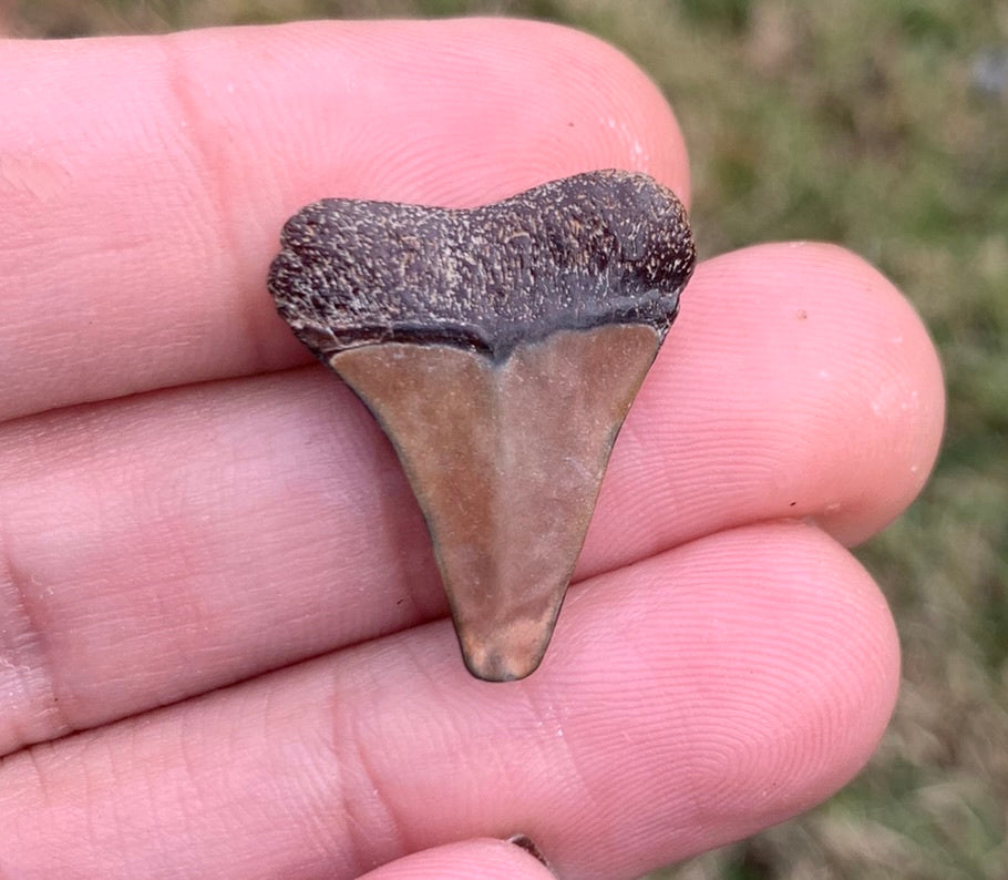 .97” Carcharodon hastalis