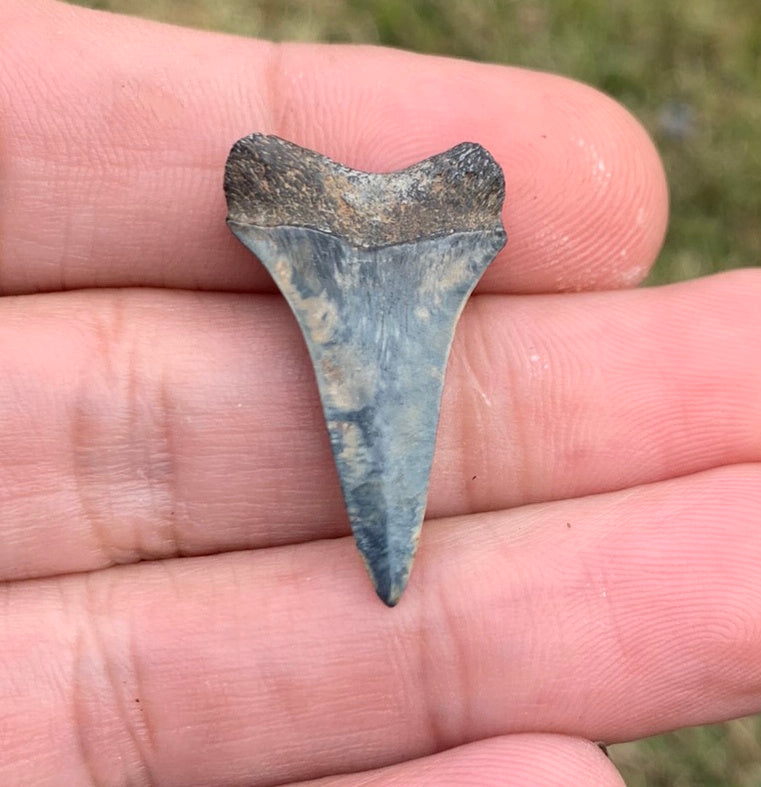 1.18” Carcharodon hastalis