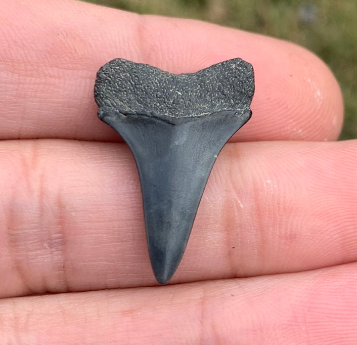 1.01” Carcharodon hastalis