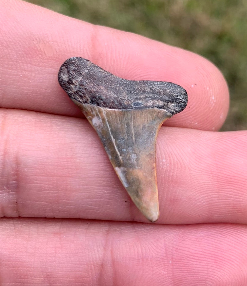 1.12” Carcharodon hastalis