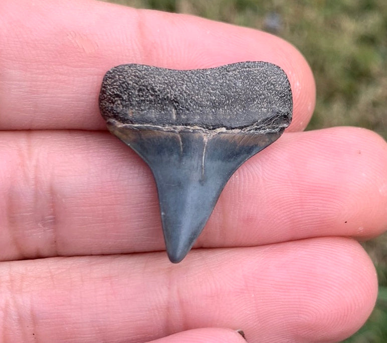 1.1” Carcharodon hastalis Posterior