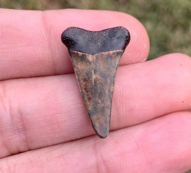 1.04” Carcharodon hastalis