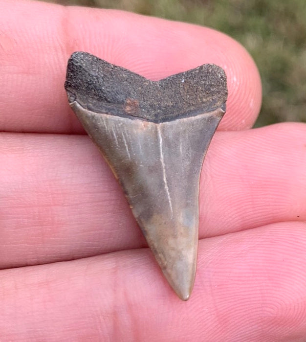 1.24” Carcharodon hastalis