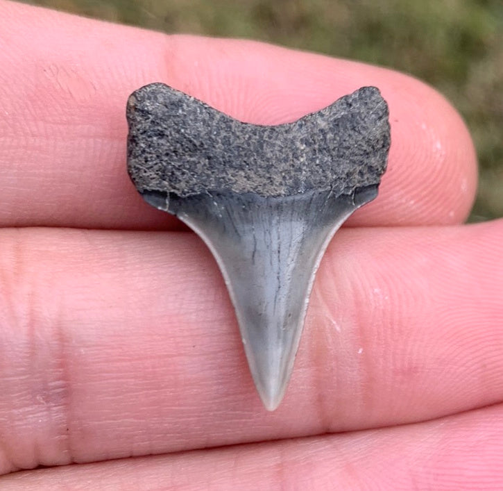 1” Carcharodon hastalis