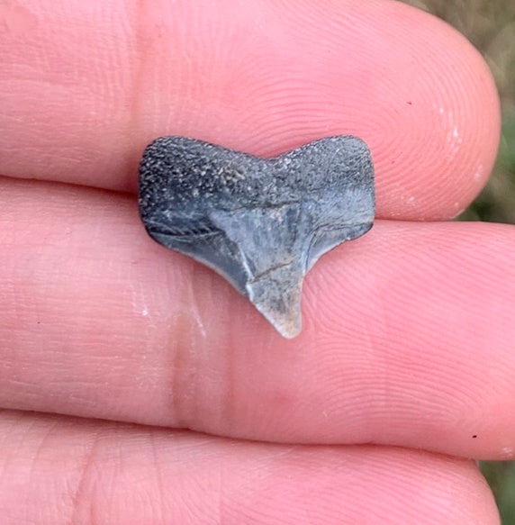 .59” Carcharodon hastalis