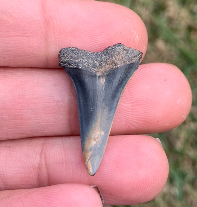 1.13” Carcharodon hastalis