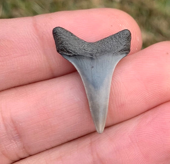 1.05” Carcharodon hastalis