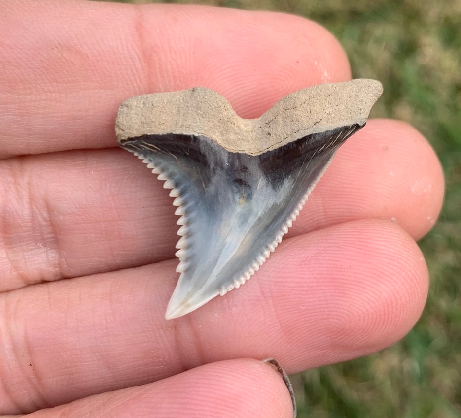 1.34"Hemipristis serra - Virginia