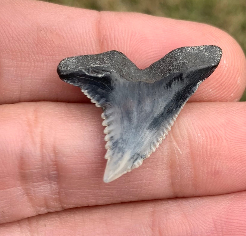 1.09" Hemipristis serra - Virginia