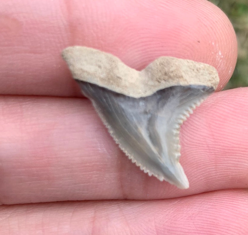 .98" Hemipristis serra - Virginia