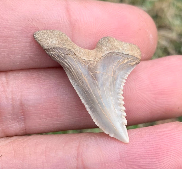 1.27" Hemipristis serra - Virginia