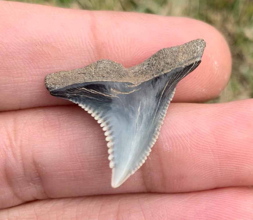 1.14" Hemipristis serra - Virginia