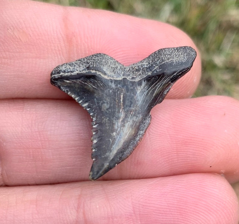 1.1" Hemipristis serra - Virginia