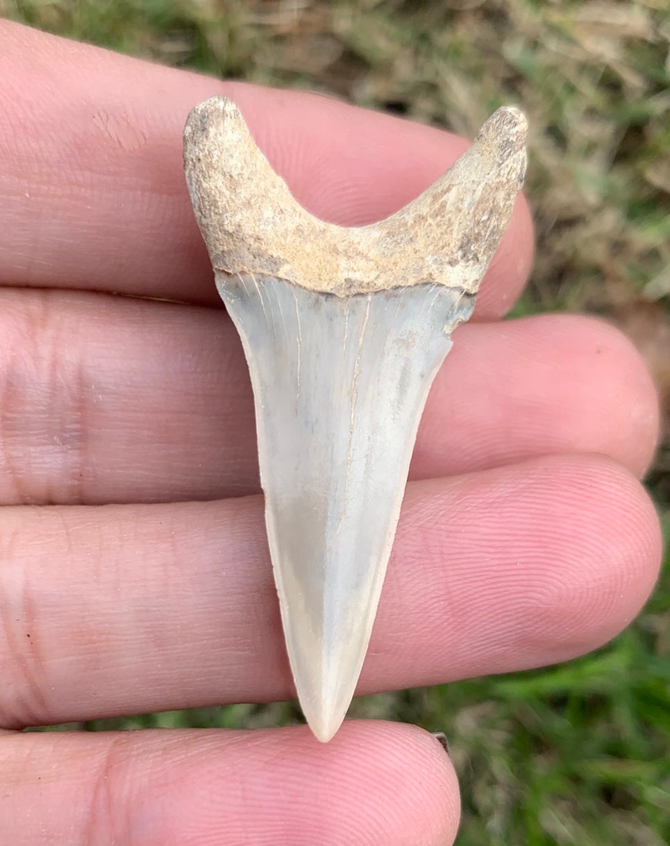 1.8” Carcharodon hastalis