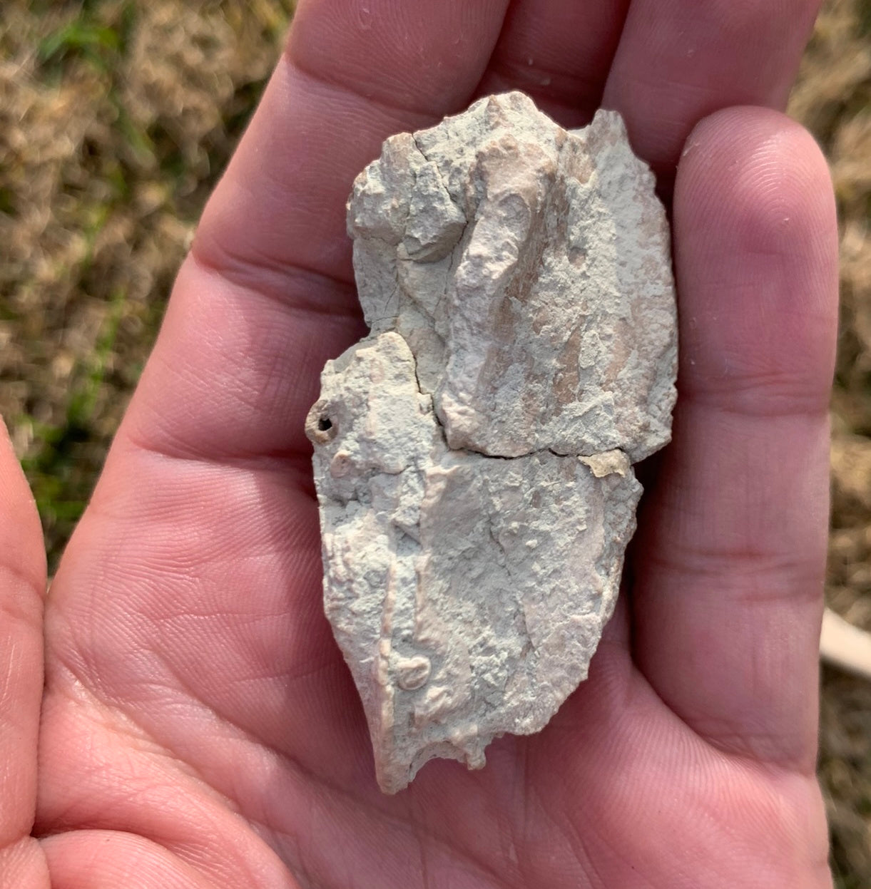Archaeotheroum Fossil Upper Palate Section, Hell Pig, White River