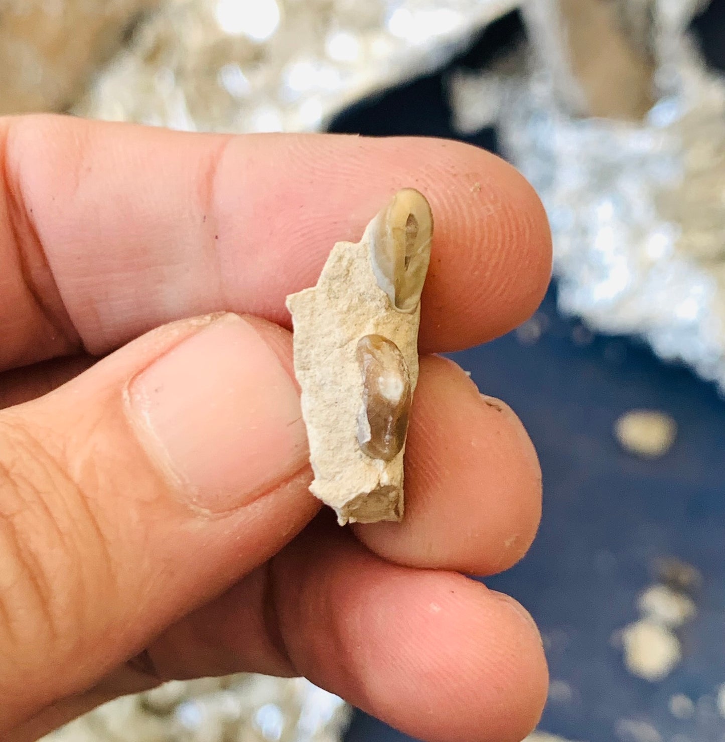 Fossil Hyaenodon Jaw Section from the White River Badlands