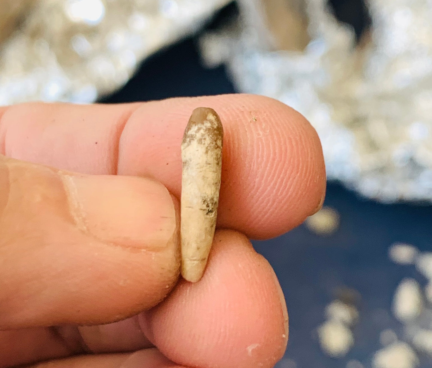 Nimravid Saber Cat Fossil Incisor Tooth