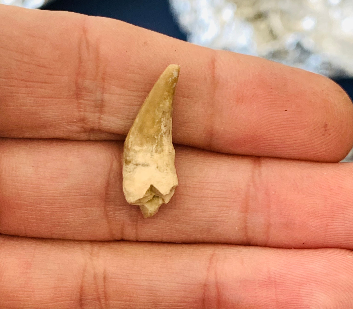 Daphoenus Fossil Canine Tooth