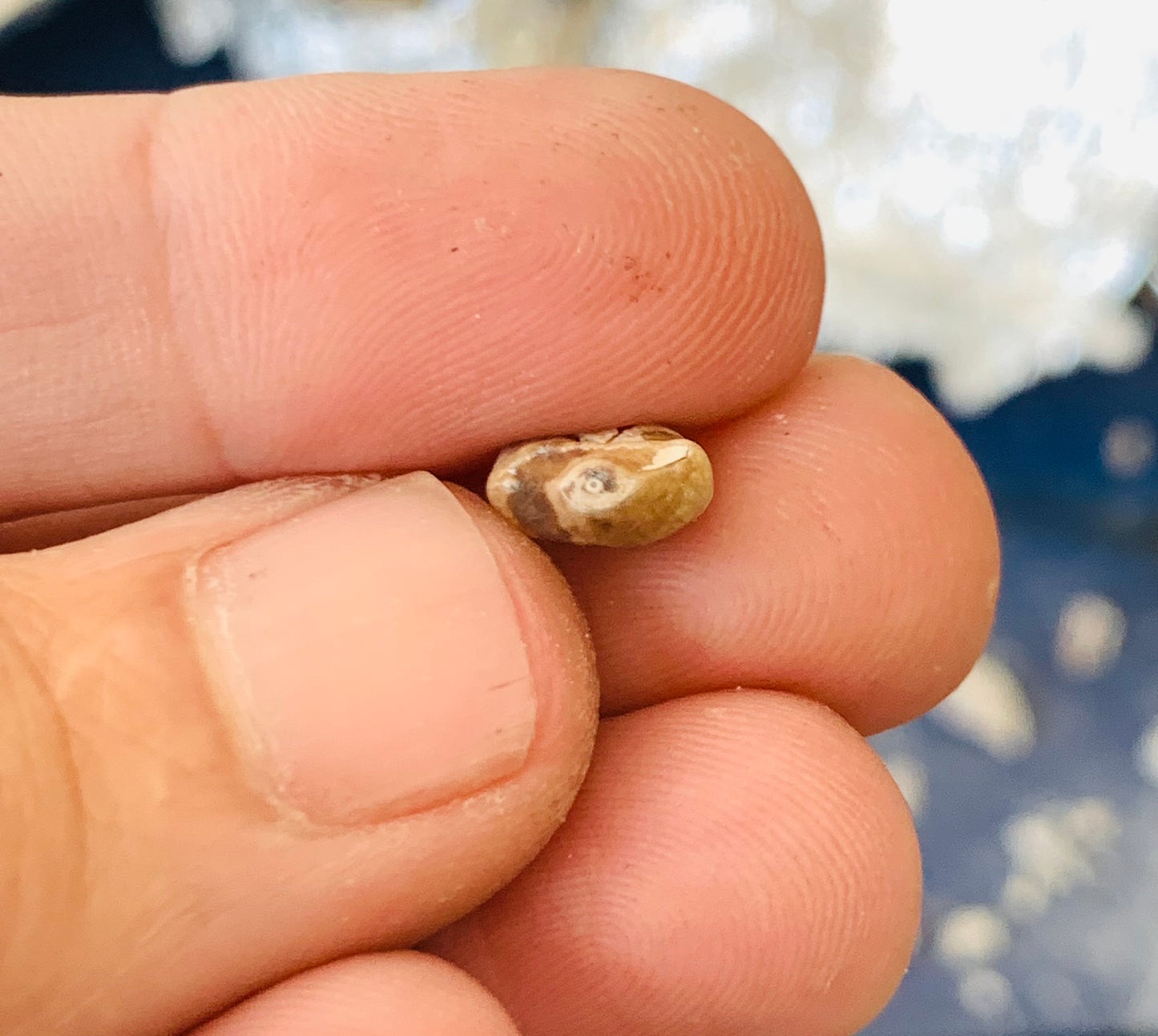 Fossil Hyaenodon tooth from the White River Badlands