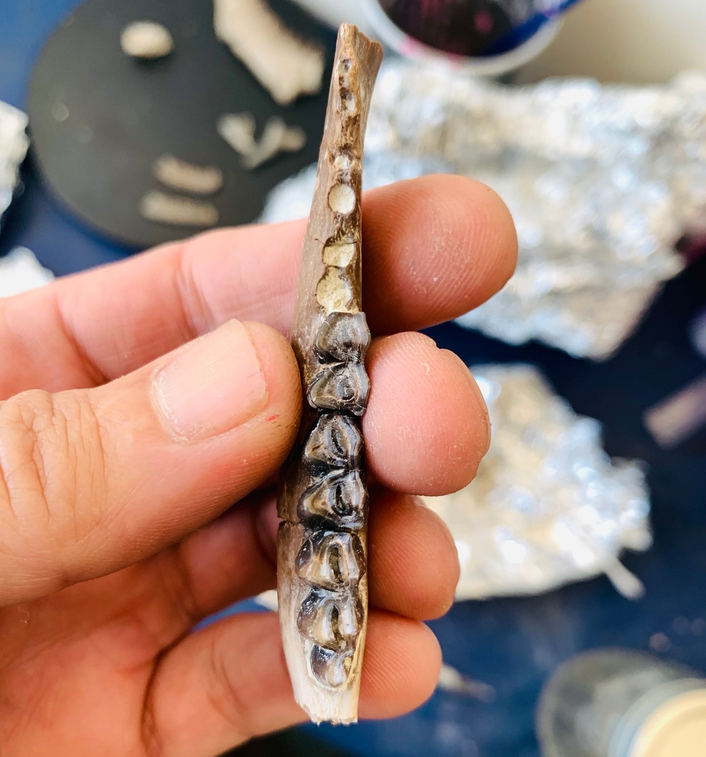 Fossil camel jaw, Poebrotherium, Chadron Formation