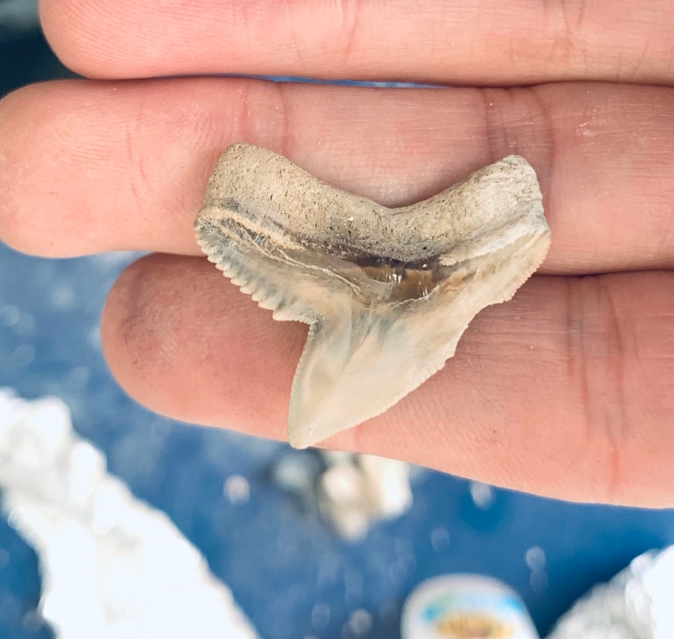 Fossil Galeocerdo cuvier - Lee Creek Mine
