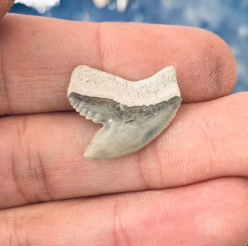 Fossil Galeocerdo cuvier - Lee Creek Mine