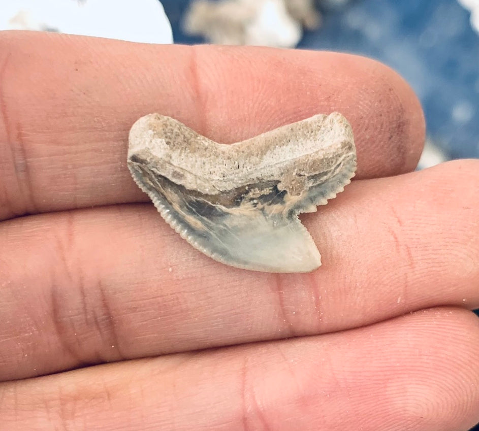 Fossil Galeocerdo cuvier - Lee Creek Mine