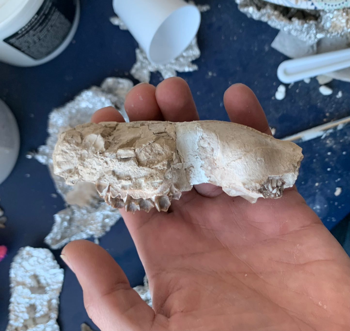 Tiny Fossil Oreodont Skull Brule Formation