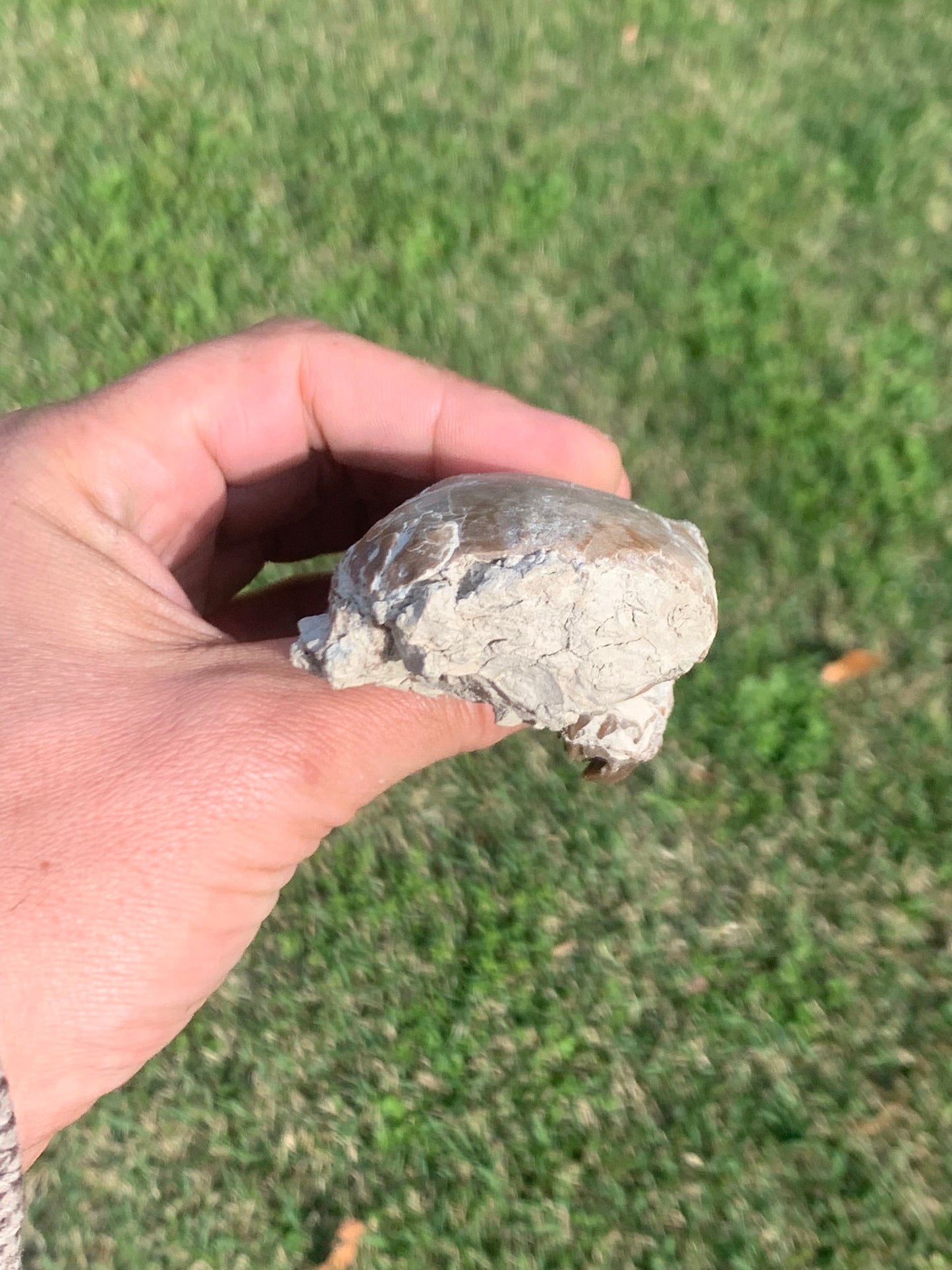 Fossil Horse skull, Mesohippus bairdi White River Badlands