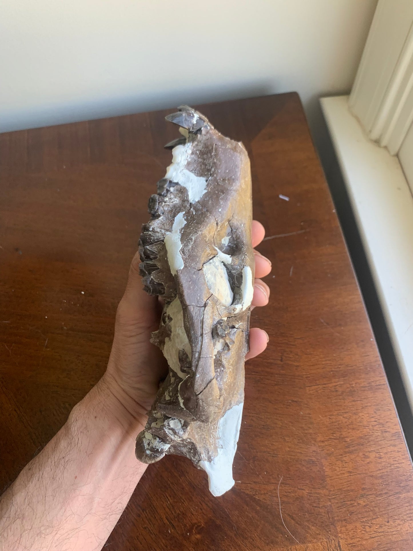 Beautiful Chocolate Fossil Oreodont skull
