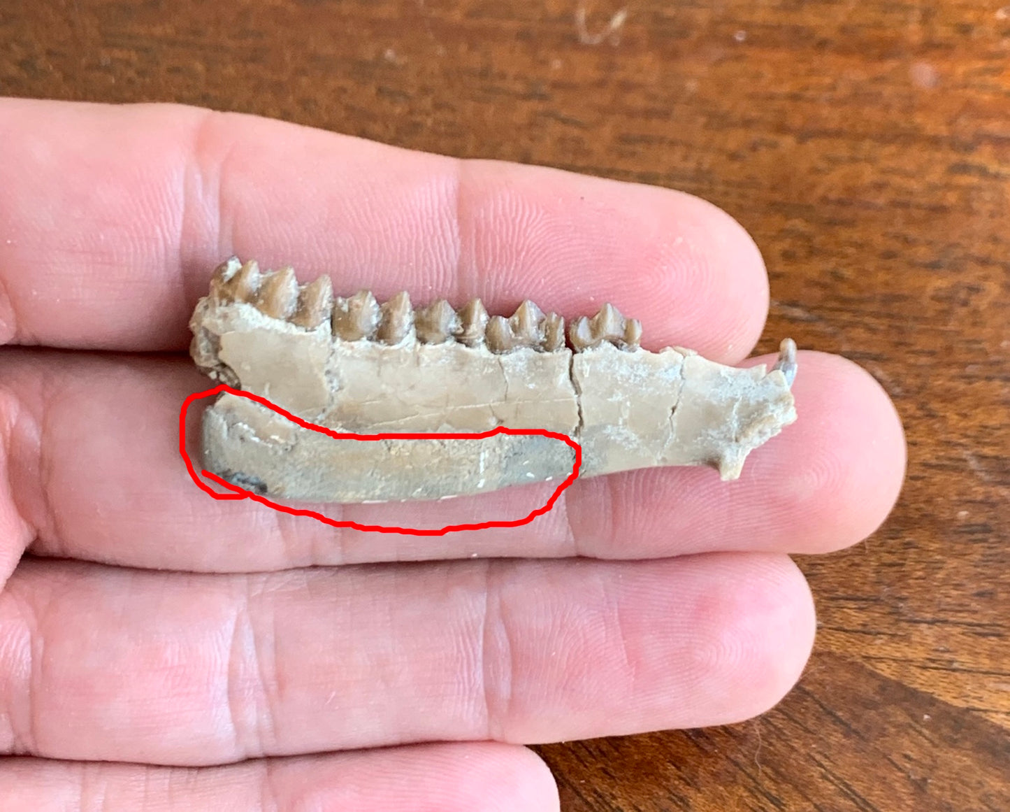Fossil Ruminant , Jaw, Chadron Formation