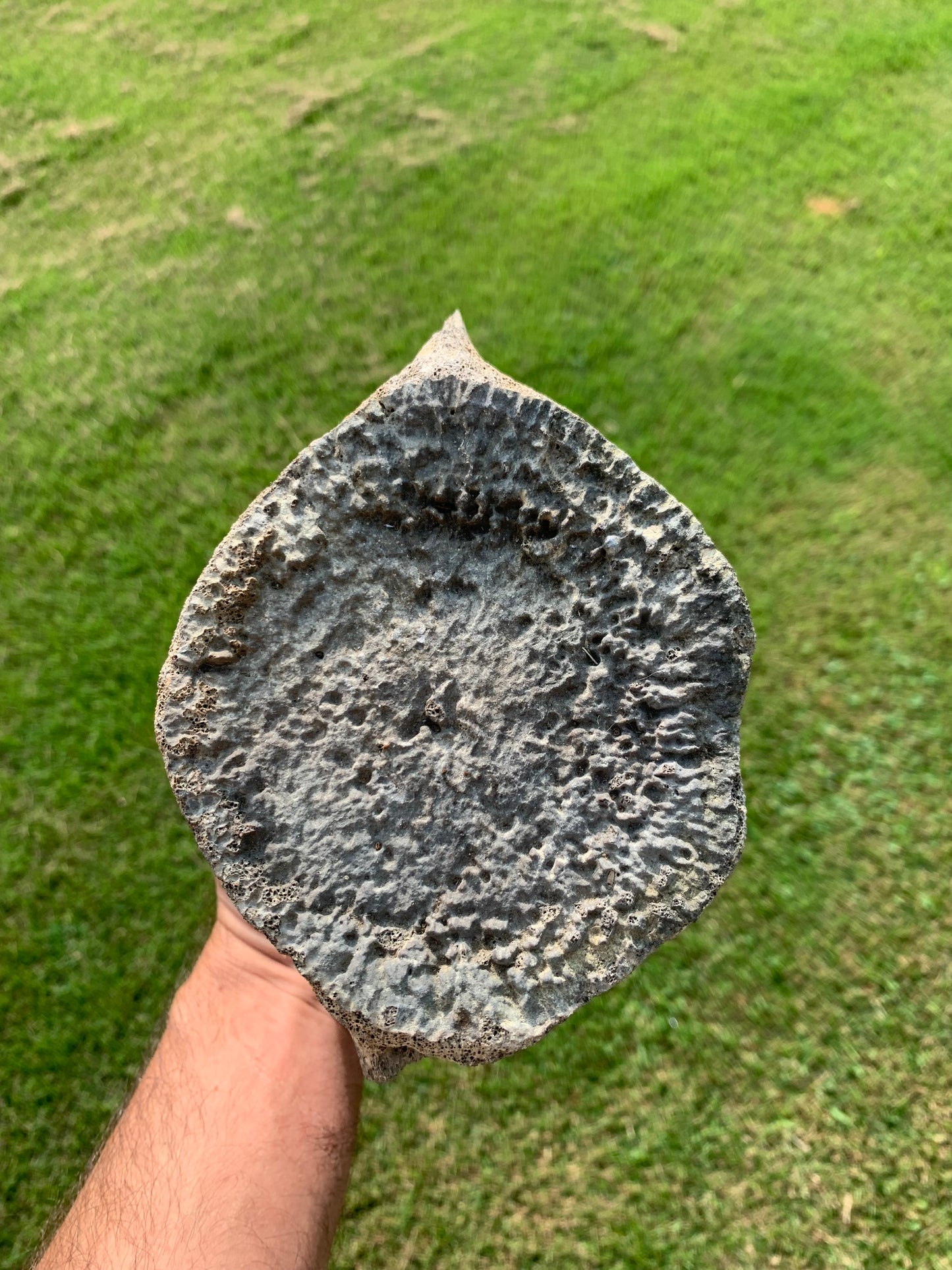 Fossil Whale Vertebra From the Miocene of Virginia