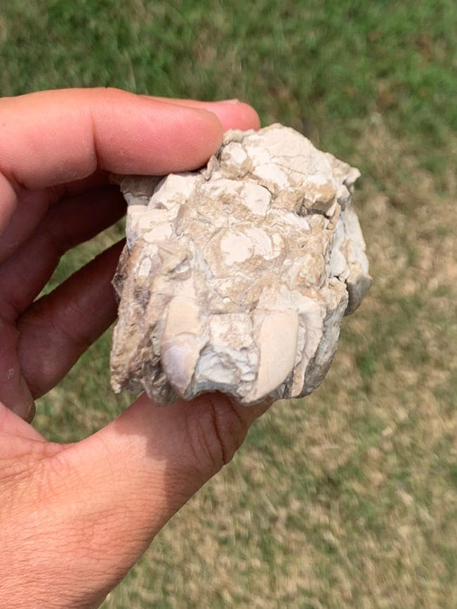 Fossil Camel Skull, Poebrotherium