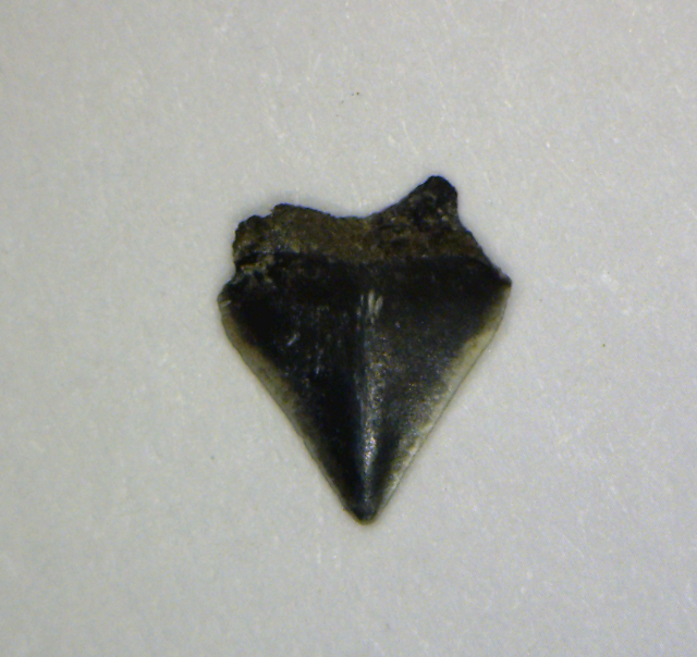 Isistius trituratus - Muddy Creek Virginia