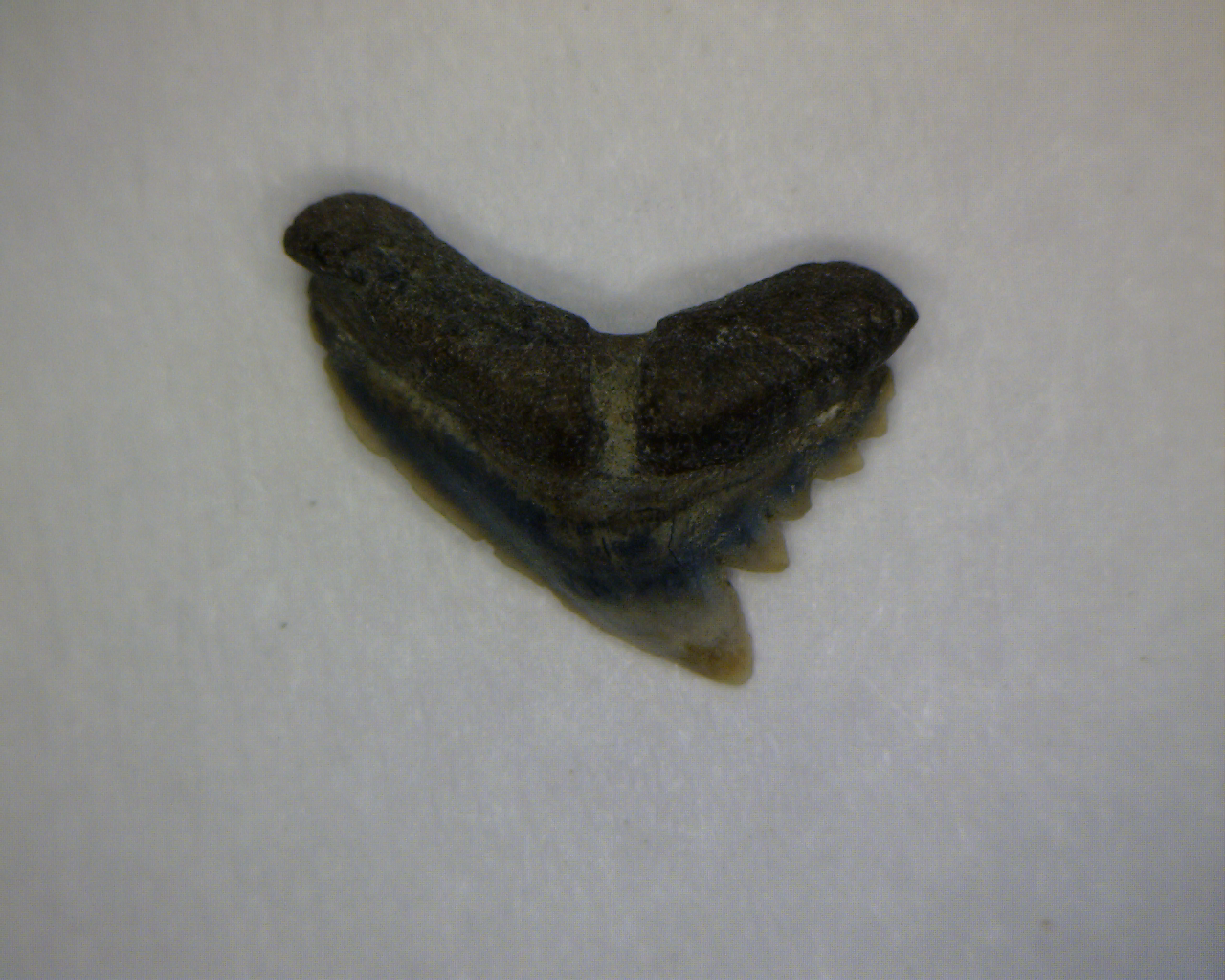 Pachygaleus lefevrei - Muddy Creek Virginia