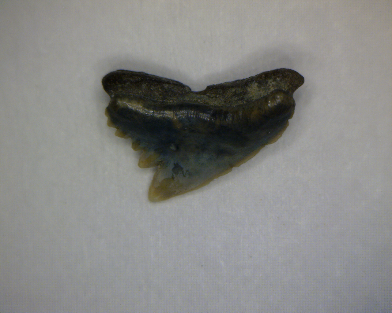 Pachygaleus lefevrei - Muddy Creek Virginia