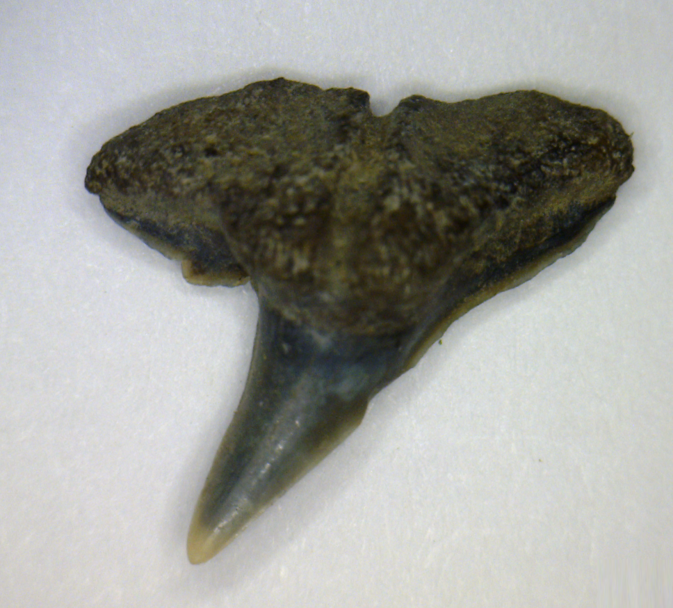 Physogaleus secundus - Muddy Creek