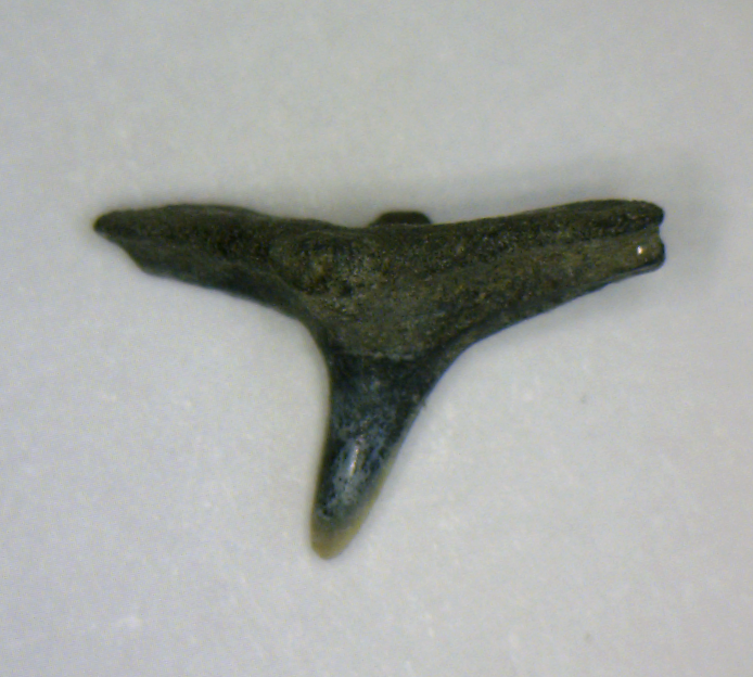 Squatina prima - Muddy Creek
