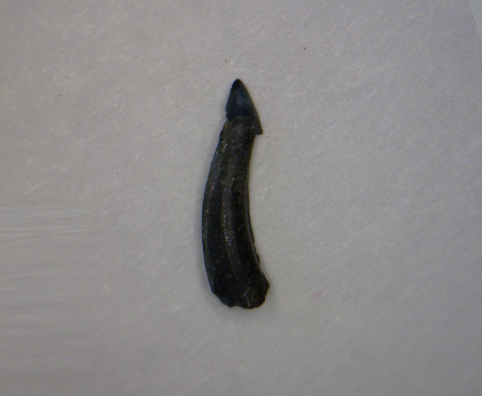 Trichiurides sagittidens - Muddy Creek Virginia