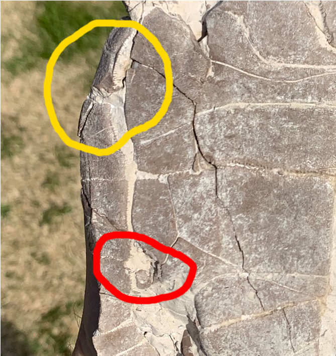 Super Awesome Stylemys Fossil Tortoise Crushed by a Predator