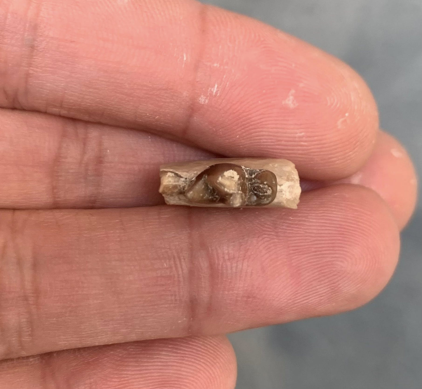 Fossil Dog Jaw With Tooth, Hesperocyon