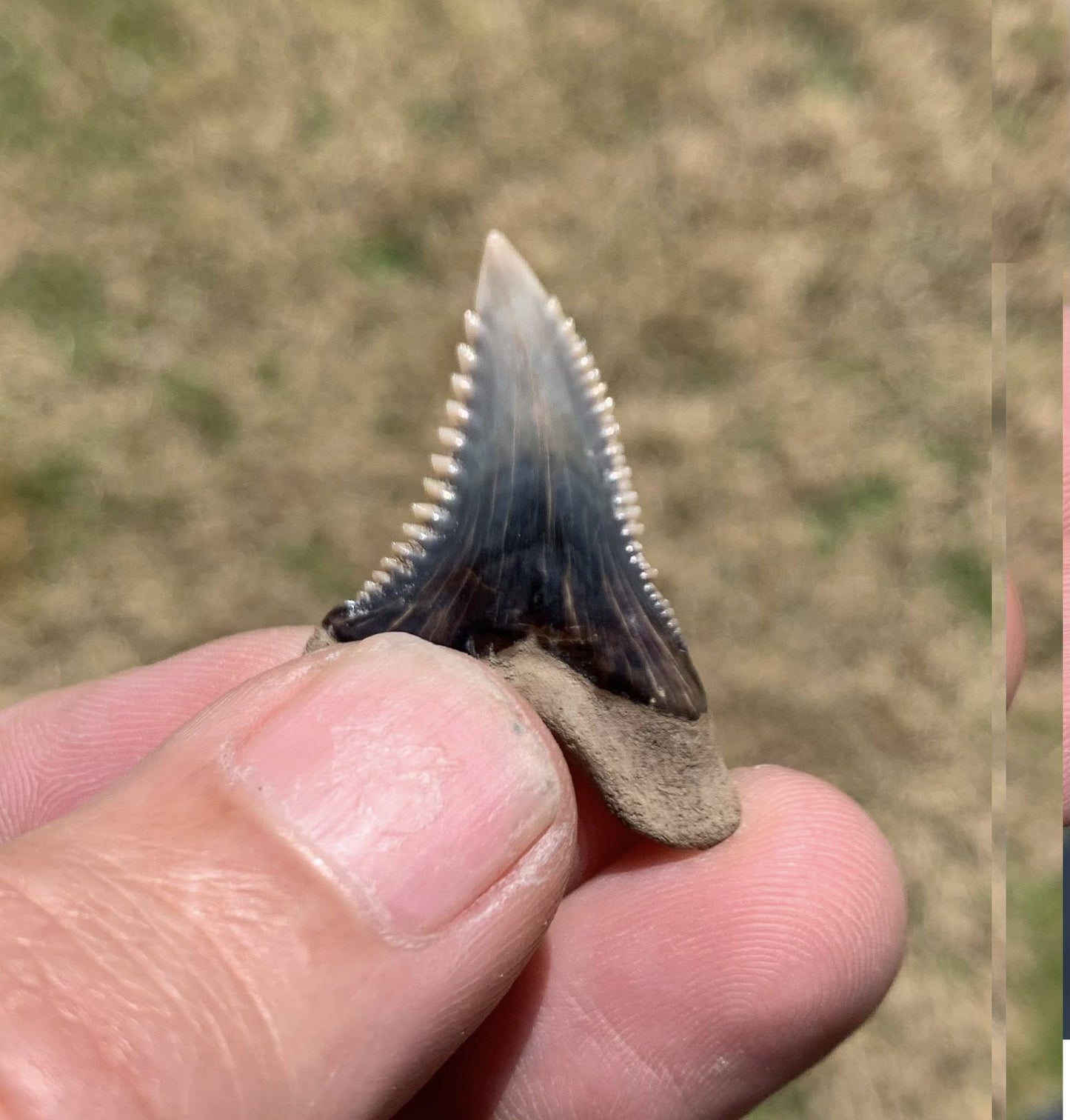 Fossil Hemipristis serra - Virginia