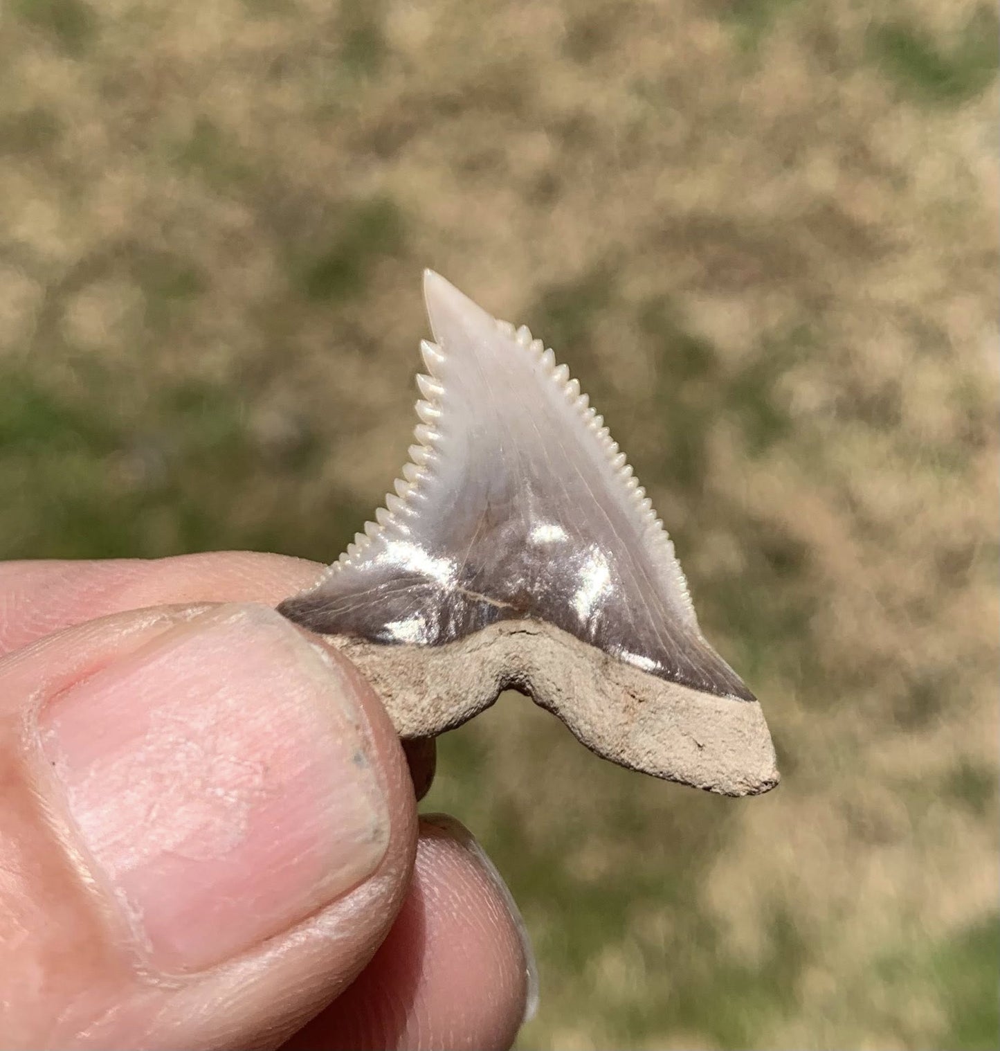 Fossil Hemipristis serra - Maryland