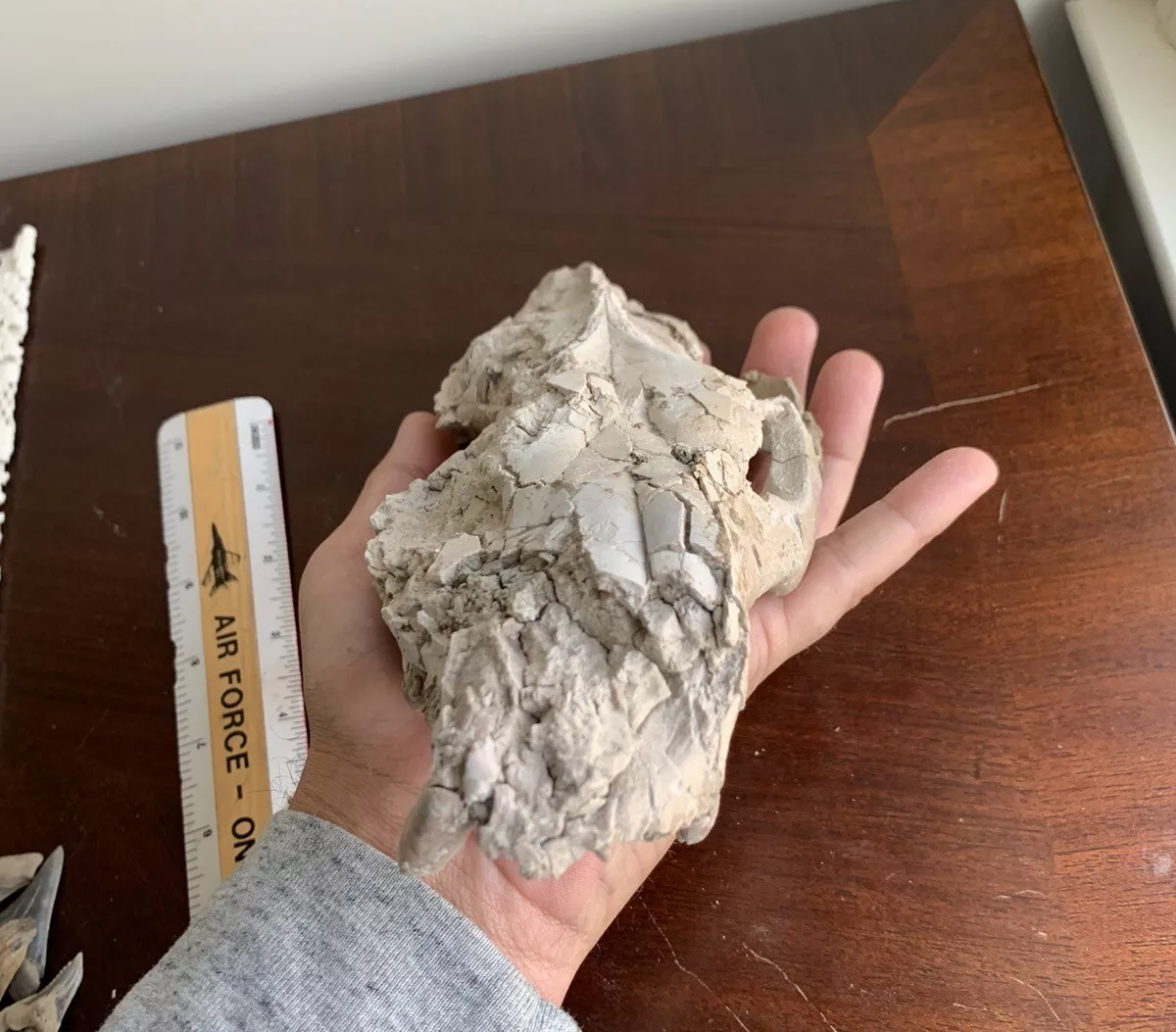 Oreodont Skull, Merycoidodon