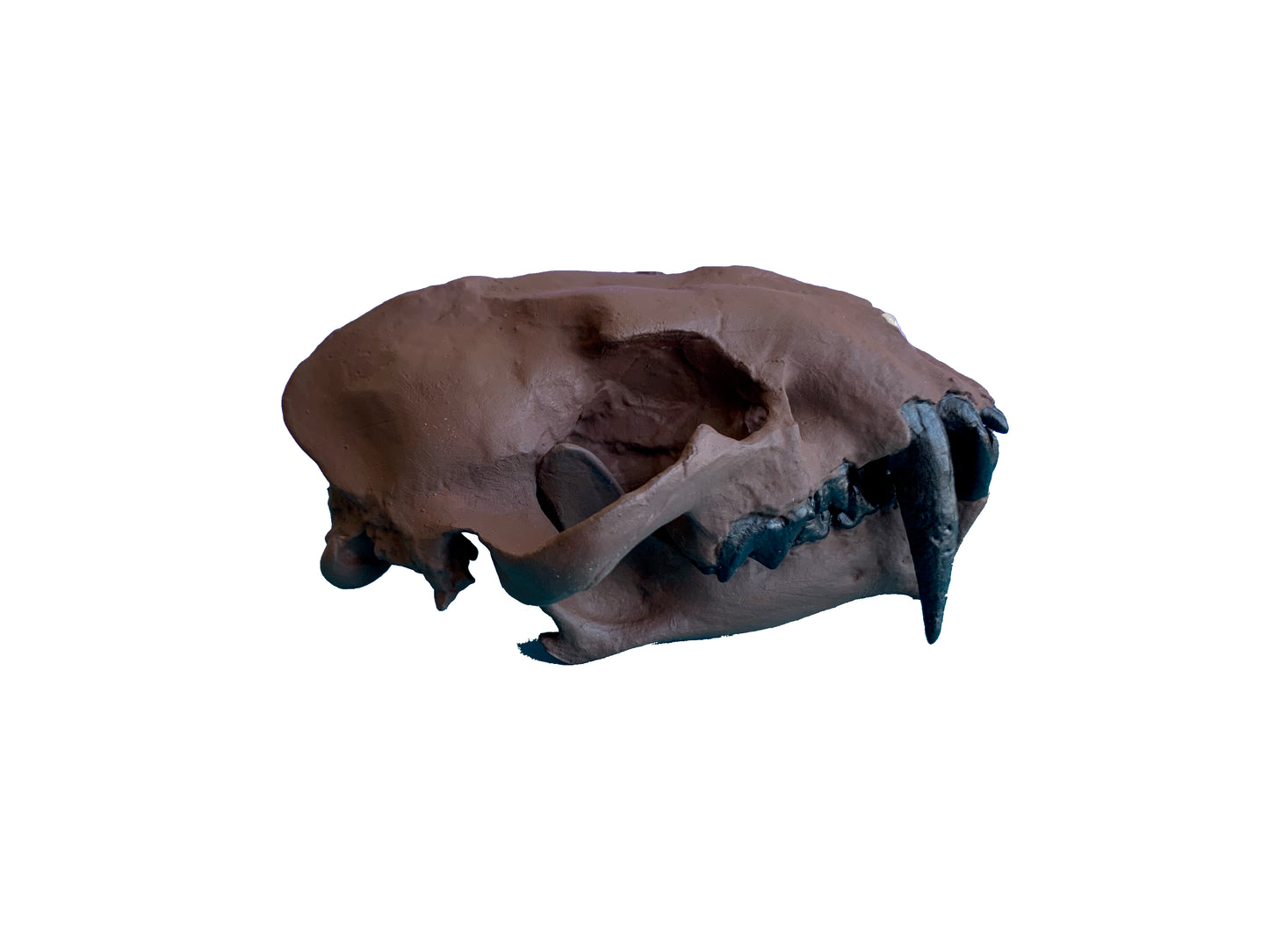Juvenile Dinictis Felina skull false saber cat