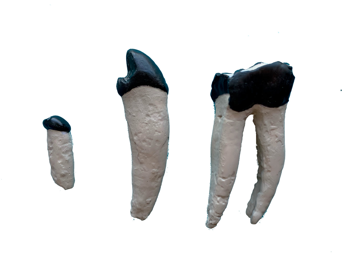 Set of titanothere teeth, canine incisor and molar